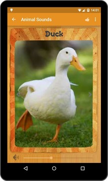 动物的声音 Animal Sounds
