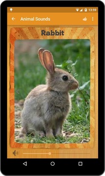动物的声音 Animal Sounds