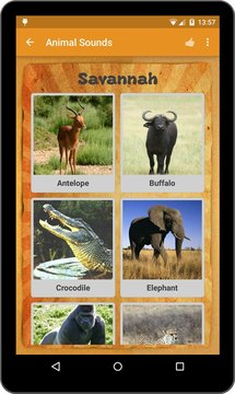 动物的声音 Animal Sounds