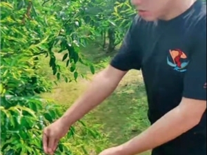 说最“土”的话赚最多的钱,方言在短视频时代落地生根