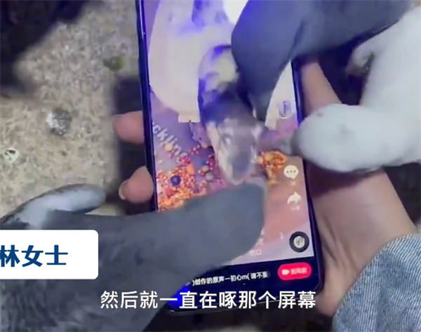 主人刷视频被鸽子群围啄屏幕：手机差点报废